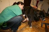 INSEMINATION ARTIFICIELLE 006